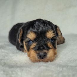Ezekiel Isaiah - Black and tan male Yorkshire Terrier puppy in Blacksburg, South Carolina from Hess Pooches LLC