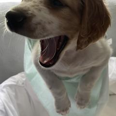 English Setter Puppies from Morgan-Hunter’s Pups