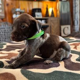 Thelma - Liver and white female German Shorthaired Pointer puppy in Georgia from CMC Farms