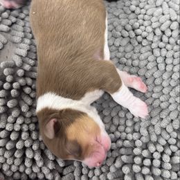 Hartzland aussies - Red tri-color male Australian Shepherd puppy in Wrightstown, New Jersey from Hartzland Farm Australian Shepherds