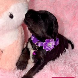 Bluey - Tri-color female Labradoodle puppy in Beecher, Illinois from Erica’s Doodles