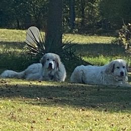 Great Pyrenees from Wendyjo's Pups