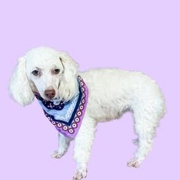Phoebe - Poodle