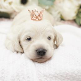 Kristoff - Cream male Dachshund puppy in Big Rapids, Michigan from 30 Acre Woods Dachshunds
