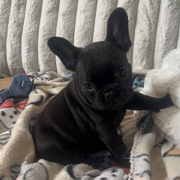 Girl 1 - Black female French Bulldog puppy in Galt, California from The three little frenchies