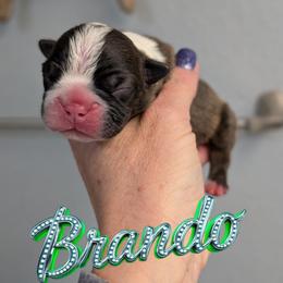 Brando - Brindle and white male Boston Terrier puppy in Oak Hills, California from All American Boston Terriers