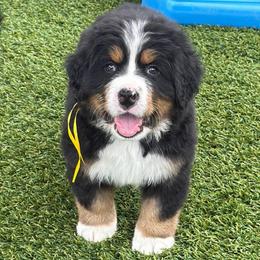 Justice - Black rust and white female Bernese Mountain Dog puppy in Draper, Utah from Breaking Trail Berners