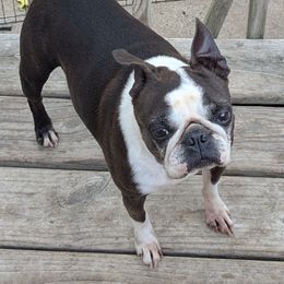 Halo - Black brindle and white female Boston Terrier puppy in Storm Lake, Iowa from Deja-Vu Bostons