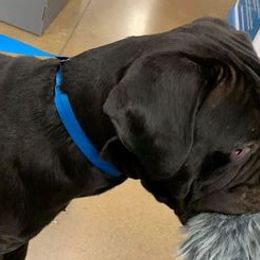 Cane Corso, German Shepherds, and Rottweilers from Tribal K9