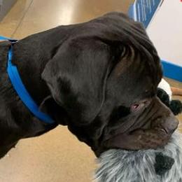 Cane Corso, German Shepherds, and Rottweilers from Tribal K9