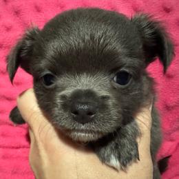 Gabby - Blue and white female Chihuahua puppy in Brooklyn, Connecticut from Ladybug Chihuahuas