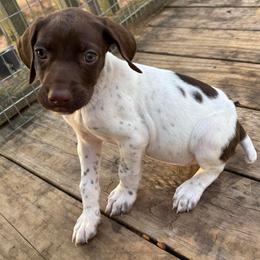 Girl 1 - White and liver female German Shorthaired Pointer puppy in Troy, North Carolina from Uwharrie GSP