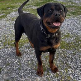 XENA - Rottweiler