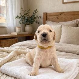 Majik Teddy Bear - Light golden male Golden Retriever puppy in Baldwin Park, California from Mountain Valley Retrievers