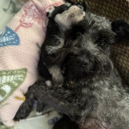 Miniature Schnauzer Puppies from Stearns Parti Mini Schnauzer's
