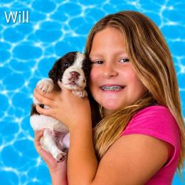 Will - Liver and white male English Springer Spaniel puppy in Fort White, Florida from Thunderbird Springers