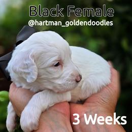Black - Parti female Goldendoodle puppy in Upland, California from Hartman Goldendoodles