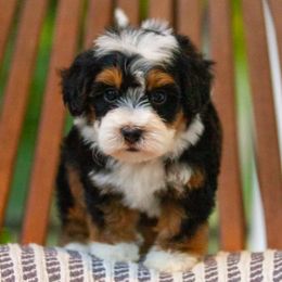 Boy 4 - Bernedoodle puppy from GimiPup Doodles