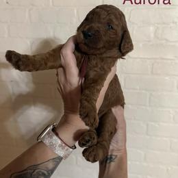 Aurora - Red  female Poodle puppy in Mount Vernon, Illinois from AMC Poodles