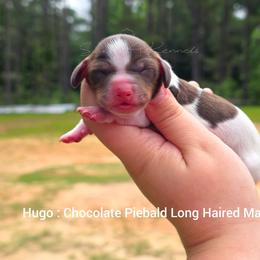 Hugo - Piebald male Dachshund puppy in Quitman, Mississippi from S-and-A Kennels