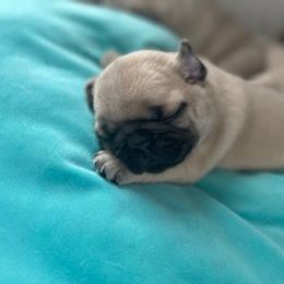 Pug Puppies from Briggs Family Pugs