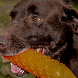 Labrador Retriever All Grown Up from Cross G Farms