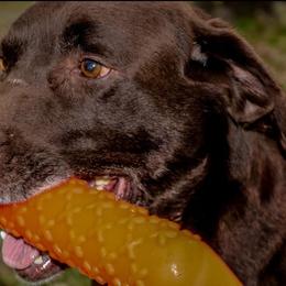 Labrador Retriever All Grown Up from Cross G Farms