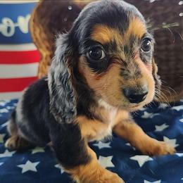Beau - Dapple male Dachshund puppy in Hudson, Michigan from Mittentail Kennel Miniature Dachshunds & Australian Shepherds