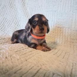 Cordelia - Dapple female Dachshund puppy in Statesville, North Carolina from Dannie's Doxies
