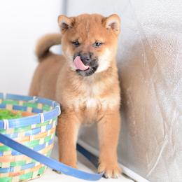 Hanz -FULL AKC REGISTRATION- - Red male Shiba Inu puppy in Neosho, Missouri from Kenny Cave K9s