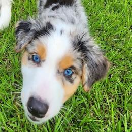 Australian Shepherd puppies from Out of the Blue Aussies