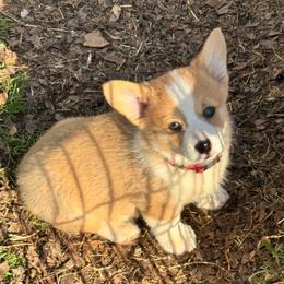 Angel - Sable female Pembroke Welsh Corgi puppy in Millsap, Texas from Punchy Pembroke Ranch