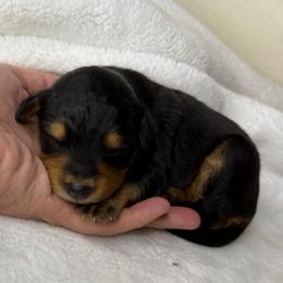 Champ - Black tri-color male Aussiedoodle puppy in Tonasket, Washington from V5 Aussies