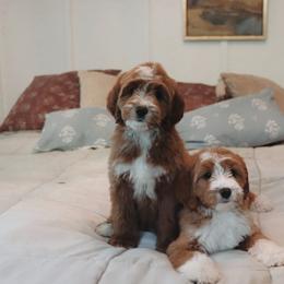 Goldendoodle Puppies from Cedarcrest Goldendoodles