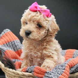 Poodle Puppies from Dundee Dandy Poodles