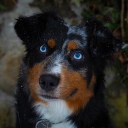 Midori - Australian Shepherd