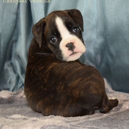 Boxer Puppies from Cadogans Boxers
