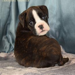 Boxer Puppies from Cadogans Boxers
