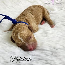 Mcintosh - Red  male Poodle puppy in Mancelona, Michigan from Lavender poodles & doodles