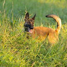 Belgian Malinois Puppies from Misfits of Mayhem