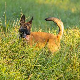 Belgian Malinois Puppies from Misfits of Mayhem
