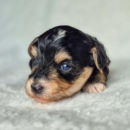 Comet - Black and tan male Yorkshire Terrier puppy in Blacksburg, South Carolina from Hess Pooches LLC