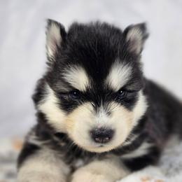 Eugeo - Black and white male Siberian Husky puppy in Buckeye, Arizona from Anime Huskies