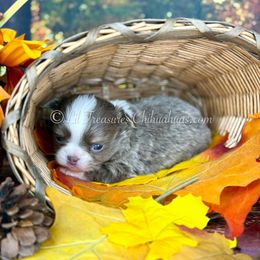 Ming-Ming - Silver and white male Chihuahua puppy in Anderson, South Carolina from Lil Treasures Chihuahuas