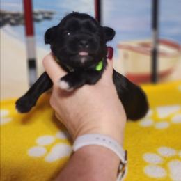 Girl 2 - Black and white female Shichon puppy in Imperial, Missouri from Shichon Teddybear  puppies of Miss