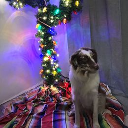 Miniature Australian Shepherds from Wynn Aussies