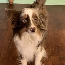 Charlie - Toy Australian Shepherd