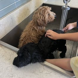 Goldendoodle All Grown Up from Lazy Dayz Doodles