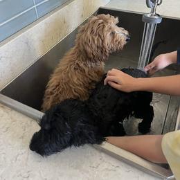 Goldendoodle All Grown Up from Lazy Dayz Doodles