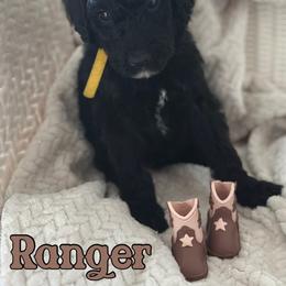 Ranger - Black male Poodle puppy in Dayton, Texas from Wolfe Island Poodles